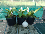 Rlc. Sung Ya Green 'Green Gem'