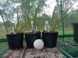 Brassavola nodosa