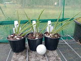 Brassavola nodosa