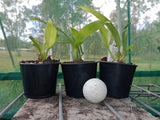 Prosthechea cochleata 'Kingfisher' x sib