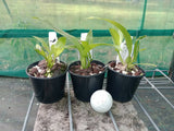 Prosthechea cochleata 'Kingfisher' x sib