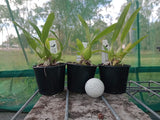 Prosthechea fragrans