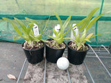 Prosthechea fragrans