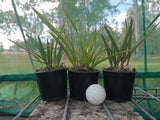 Encyclia tampensis seedlings