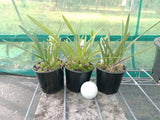 Encyclia tampensis seedlings