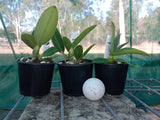 Cattleya Dolosa alba (loddigesii fma. alba 'Extra' x walkeriana fma. alba 'White Beauty')