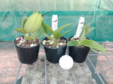 Cattleya Dolosa alba (loddigesii fma. alba 'Extra' x walkeriana fma. alba 'White Beauty')