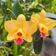 Cattleya Itsy Bitsy 'Yellow Pearl'