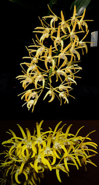 Dendrobium speciosum v. grandiflorum 'Kroombit Compact' x 'Oh Sugar!'