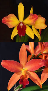 Cattleya Magic Delite 'Phyllis' x Ctt. Tropical Trick 'Machado'