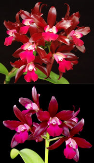 Ctt. Loog Tone 'African Beauty' x Netrasiri Waxy