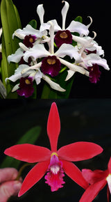 Cattleya purpurata x Zip 'Kingfisher' 4n