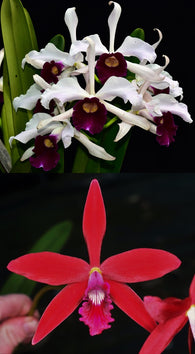Cattleya purpurata x Zip 'Kingfisher' 4n