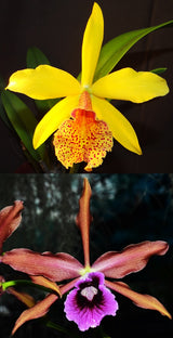 Rby. Copper Queen 'Rocklea' x C. tenebrosa 'Kingfisher'