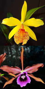 Rby. Copper Queen 'Rocklea' x C. tenebrosa 'Kingfisher'