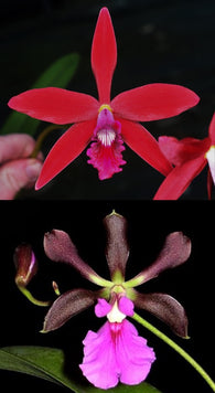Cattleya Zip (4n) x Encyclia cordigera (Catcyclia Poet's Wine)