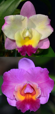 Cattleya Mari's Beat '#1' x Elusive Heartbeat 'Zelda'