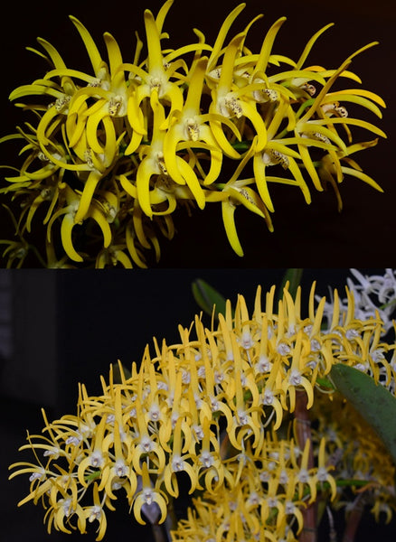 Dendrobium speciosum v. grandiflorum 'Oh Sugar!' x ('Beranghi Gold' x 'Creek Aureum')