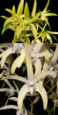 Dendrobium Wayne's Gold (Brimbank Gold x speciosum 'Windermere')