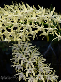 Dendrobium speciosum v. curvicaule ('Misty Mountains' x 'Jacqueline') x 'Jaq's Moon Best'