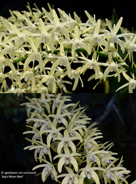 Dendrobium speciosum v. curvicaule ('Misty Mountains' x 'Jacqueline') x 'Jaq's Moon Best'