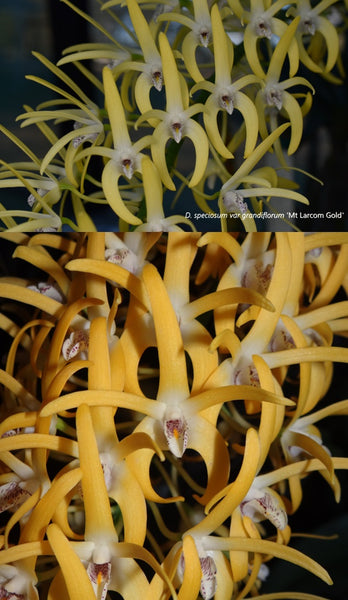 Dendrobium speciosum var. grandiflorum 'Mt Larcom Gold' x 'Creek Aureum'