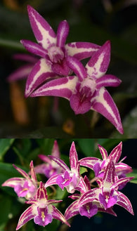 Dendrobium Runaway Bride x Australian Lollie Shop 'Wow'