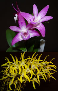 Dendrobium Kingfisher Beauty (Brimbank You Beauty x speciosum 'Oh Sugar!')