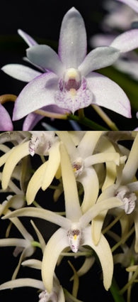 Dendrobium (Gillieston's Royalty x Bardo Rose) x speciosum 'Windermere'