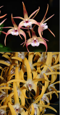 Dendrobium Graham Hewitt (Ellen 'Red' x speciosum 'Creek Aureum')