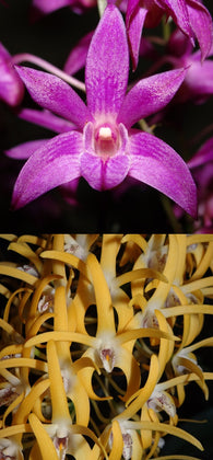 Dendrobium Donovan 'Jessica' x speciosum 'Creek Aureum'