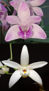 Dendrobium Bardo Rose (kingianum x falcorostrum)