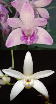 Dendrobium Bardo Rose (kingianum x falcorostrum)