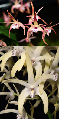 Dendrobium Graham Hewitt (Ellen 'Firestorm' x speciosum 'Windermere')