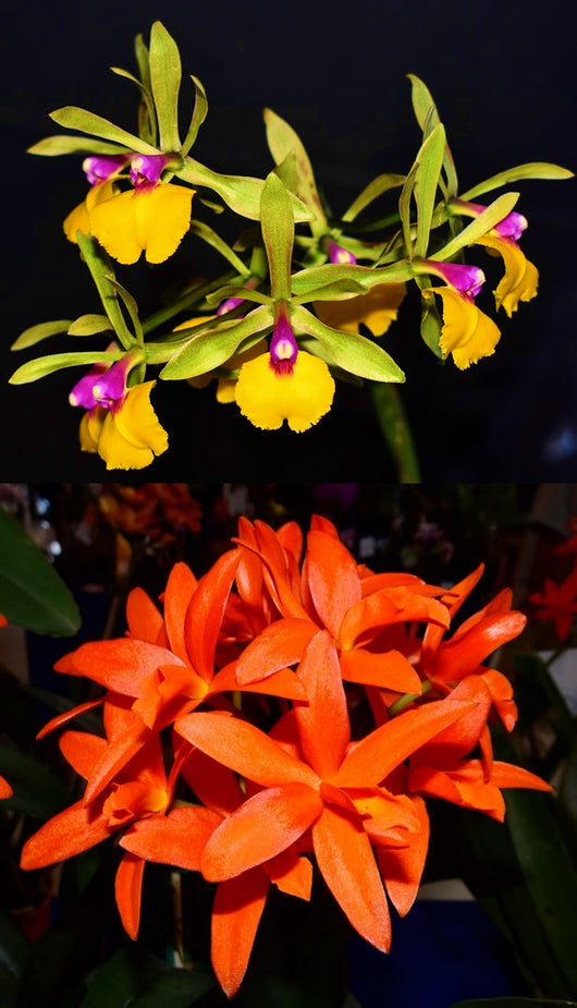 Epicattleya Rene Marques 'Flame Thrower' x Ctt. Trick or Treat 'Darkest Orange'