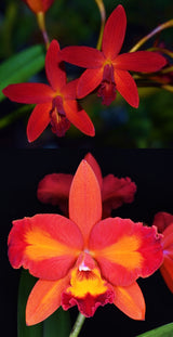 Ctt. Hsiang-Yu Red Pearl 'Red Dragonfly' AM/AOS x Ctt. Aussie Sunset 'Cosmic Fire' AM/AOS