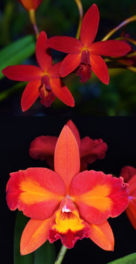 Ctt. Hsiang-Yu Red Pearl 'Red Dragonfly' AM/AOS x Ctt. Aussie Sunset 'Cosmic Fire' AM/AOS