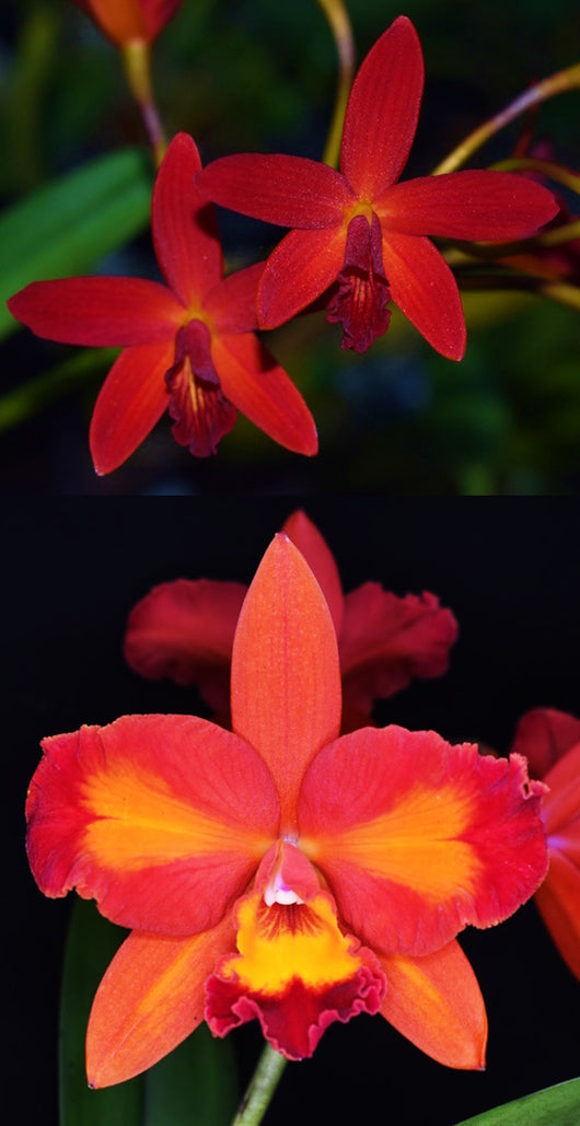 Ctt. Hsiang-Yu Red Pearl 'Red Dragonfly' AM/AOS x Ctt. Aussie Sunset 'Cosmic Fire' AM/AOS