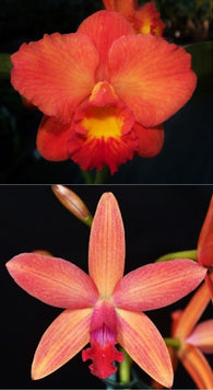 Rth. Memoria Warren Eggins 'Serenade' HCC/AOC x Ctt. Beachmere Fireworks 'Candystripe'