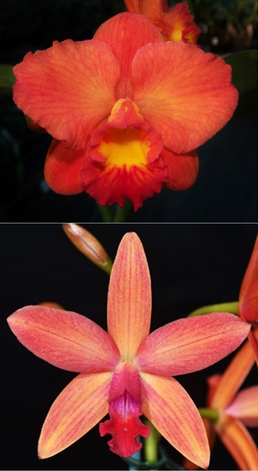 Rth. Memoria Warren Eggins 'Serenade' HCC/AOC x Ctt. Beachmere Fireworks 'Candystripe'