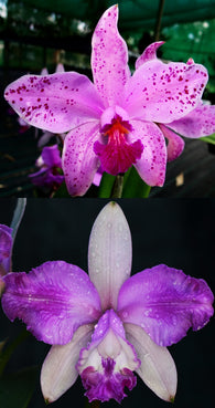 Cattleya Mareeba Freckles (amethystoglossa x Claesiana)