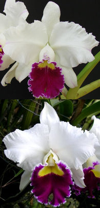 Cattleya Mildred Rives 'Orchidglade' x Orglade's Grand 'Tian Mu'