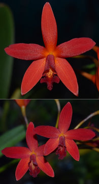 Ctt. (Trick or Treat x Hsiang-Yu Red Pearl) '#1' x Ctt. Hsiang-Yu Red Pearl 'Red Dragonfly'