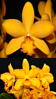 Rth. Volcano Prince 'Denmark' x 'Ring of Fire'