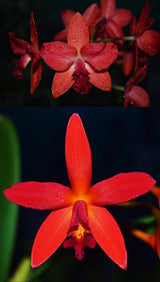 Rth. Autumnal 'Red' x (Ctt. Trick or Treat x Hsiang-Yu Red Pearl)