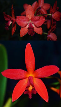 Rth. Autumnal 'Red' x (Ctt. Trick or Treat x Hsiang-Yu Red Pearl)