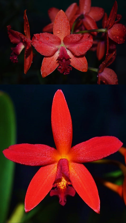 Rth. Autumnal 'Red' x (Ctt. Trick or Treat x Hsiang-Yu Red Pearl)