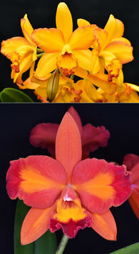 Rth. Volcano Prince 'Ring of Fire' x Ctt. Aussie Sunset 'Cosmic Fire'