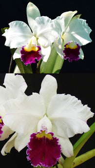Rth. Fair Love 'Kingfisher' x Rlc. Mildred Rives 'Orchidglade'