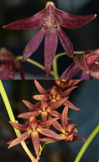 Dendrobium (Dockrillia) Lynne's Red x Hot Coals cork mount